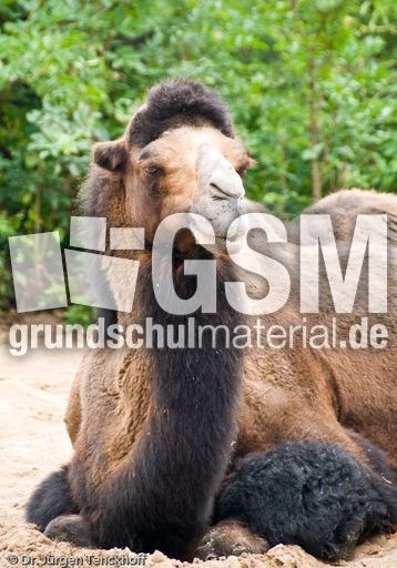 Kamel (12 von 108).jpg